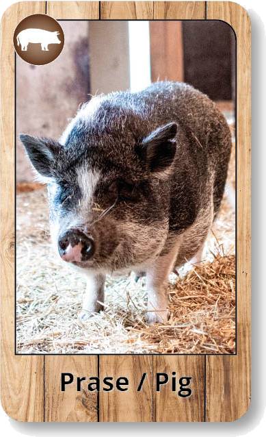 Černý Petr - Zvířátka ze statku - plastová krabička