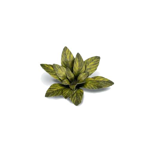 Dekorace GamersGrass: Laser Plants - Dumb Cane