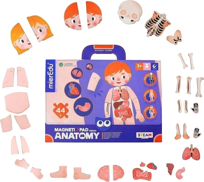 Magnetická tabulka - Lidské tělo